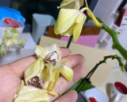蝴蝶兰花包怎么枯了