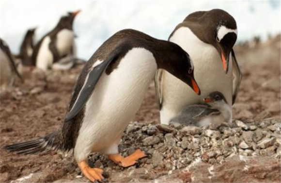 企鹅的生存温度