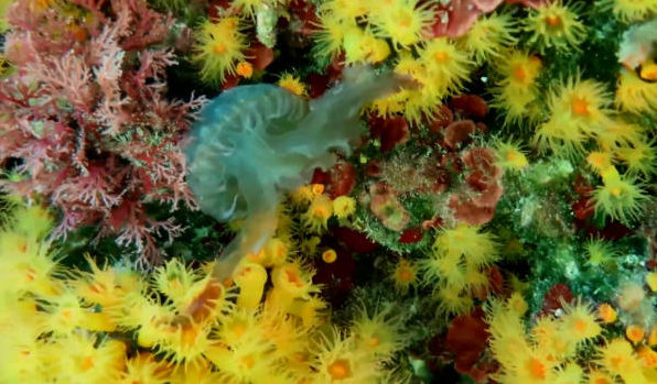 水母吃珊瑚吗
