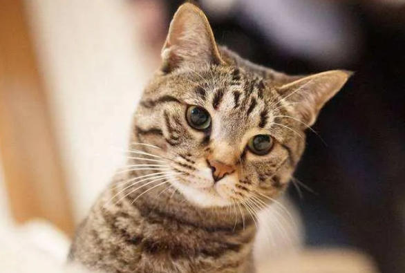 被CFA认证除名的中国狸花猫，到底有多优秀？