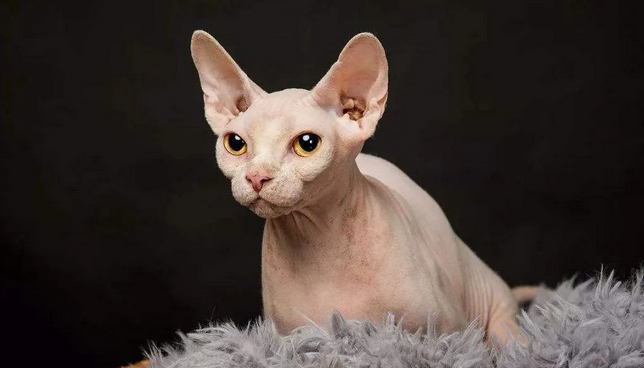 其实你养的猫咪暴露了你的性格 其实你养的猫咪暴露了你的性格