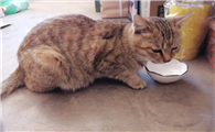 猫咪吃饭非要人看着才吃