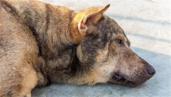 带有狂犬病的狗有什么症状