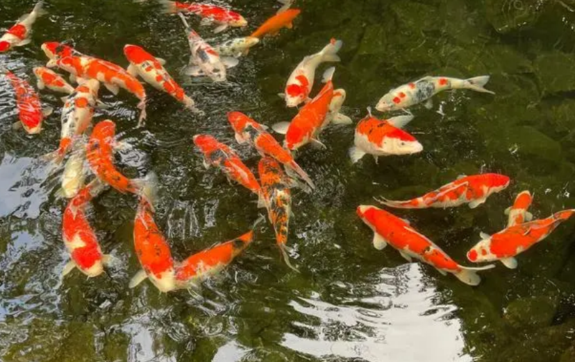 日本锦鲤场排名