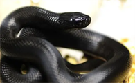 黑王蛇有没有毒