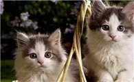 猫咪的名字招财一点的
