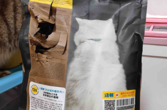 猫咪美食：探索猫所猫粮的无限魅力