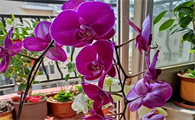 蝴蝶兰花怎么浇水