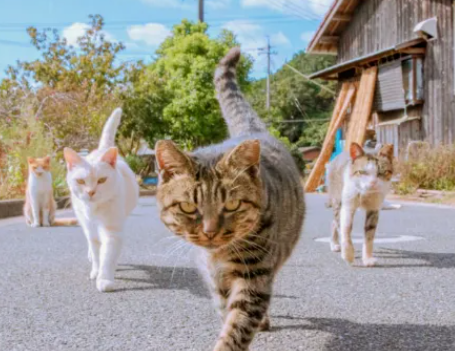 在猫咪眼中，狸花猫到底有多帅！