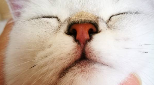 猫鼻孔每天黑色结块 猫鼻孔每天黑色结块