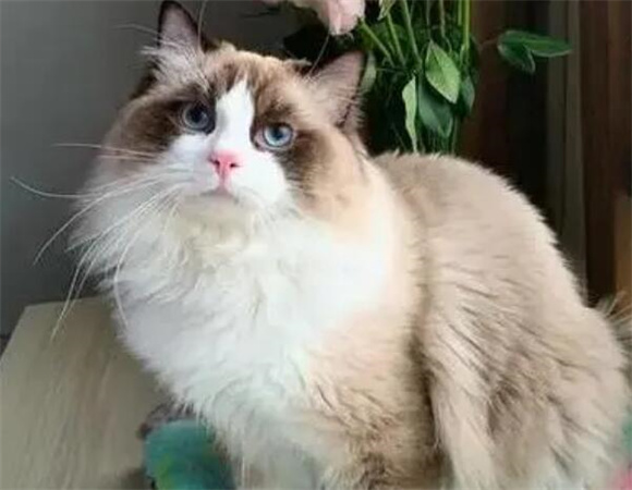 “布偶猫”养公好还是养母好?过来人告诉你 “布偶猫”养公好还是养母好?过来人告诉你