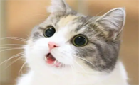 猫咪发出咕咕咕的声音是什么情况