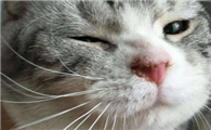 猫鼻息肉影响生命吗