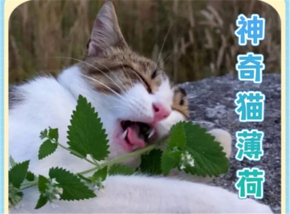 猫薄荷的正确使用方法