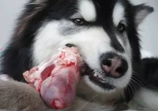 狗吃猪肉有危害吗