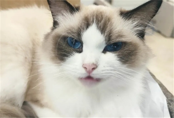 布偶猫智商高的原因是什么？
