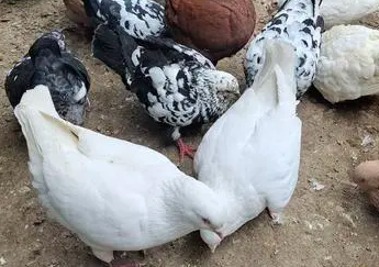 鸽子售价多少钱一斤