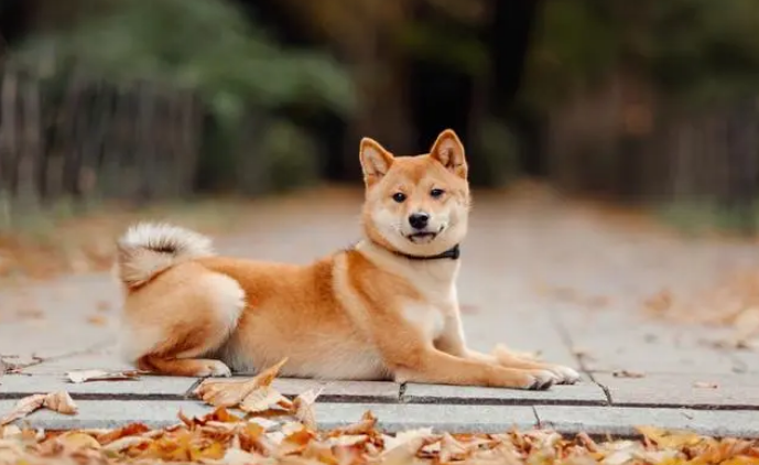 狗肠炎的症状