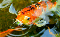 日本锦鲤鱼吃什么