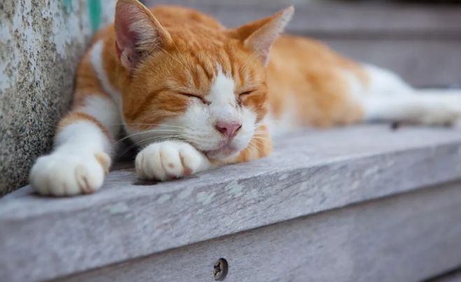 为什么狸花猫的性格普遍没有品种猫的好？