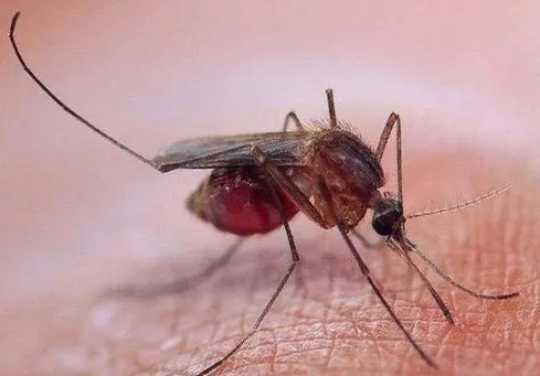 蚊子的运动器官是什么