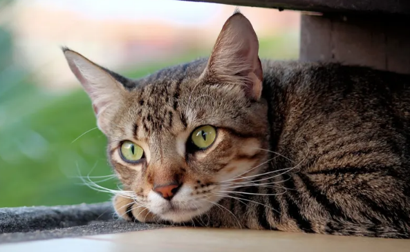 猫咪的鼻子比你的眼睛更灵敏，这8种香气才是主食