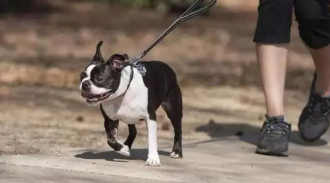 厂犬食读什么