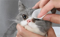 猫鼻支前期最明显的症状