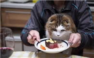 猫咪吃饭的最佳高度