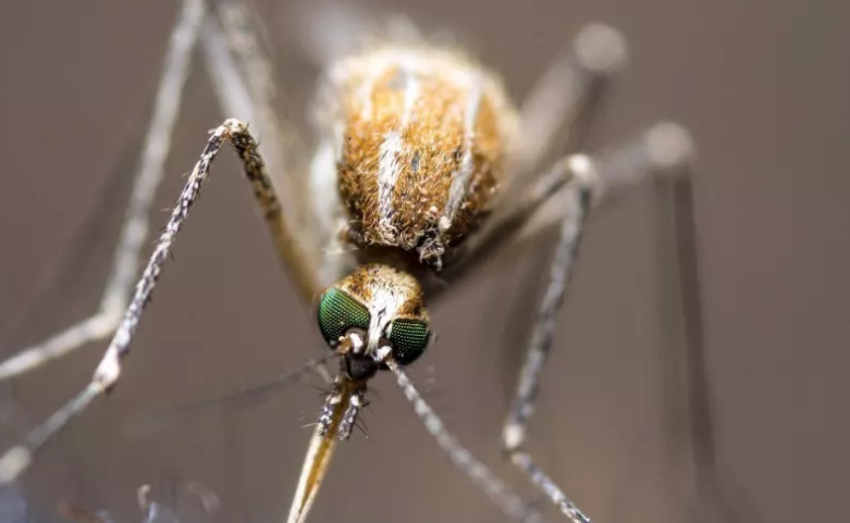 蚊子的眼睛有多少只