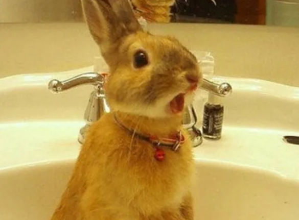 养兔子要注意哪些事项呢?关怀宝典拿走! 养兔子要注意哪些事项呢?关怀宝典拿走!