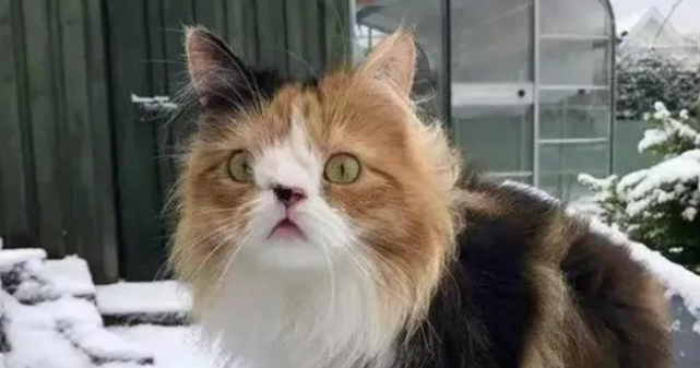 猫咪趣事:揭示宠物猫的奇特行为 猫咪趣事:揭示宠物猫的奇特行为