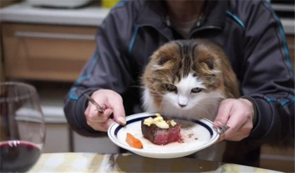 猫咪吃饭的最佳高度