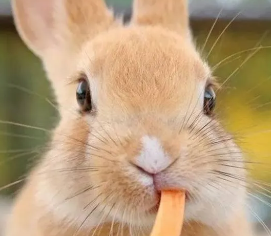 养兔子要注意哪些事项呢?关怀宝典拿走! 养兔子要注意哪些事项呢?关怀宝典拿走!