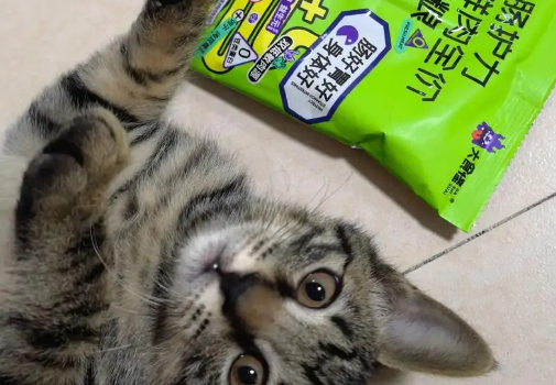 爱上大食怪：健康猫粮，呵护猫咪每一天