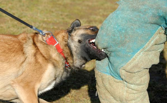 狗打了狂犬疫苗咬人有问题吗