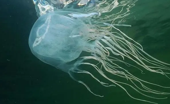 水母属于什么类动物