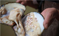 河蚌孕育珍珠的过程