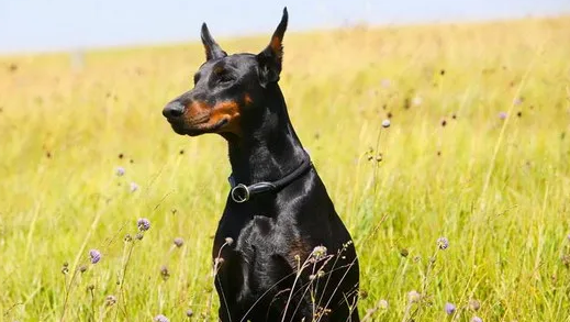 杜宾犬多少钱一只？纯种杜宾犬价格多少