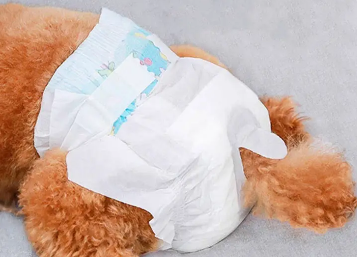 狗狗bb夹怎么戴不掉