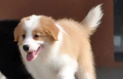 边境牧羊犬的训练要点