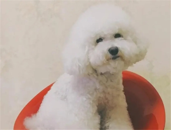 比熊犬吃什么对毛色好？