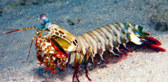 哪里能买到雀尾螳螂虾