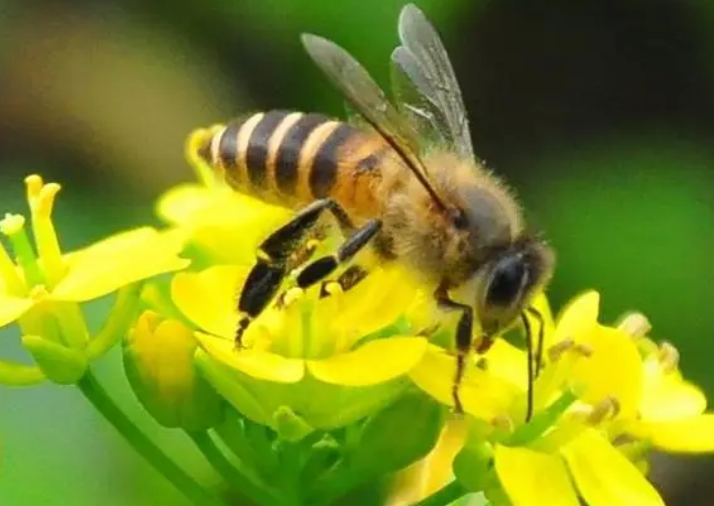 蜜蜂会说话吗