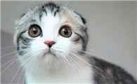 猫咪耳朵尖往下弯