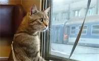猫猫可以上地铁吗