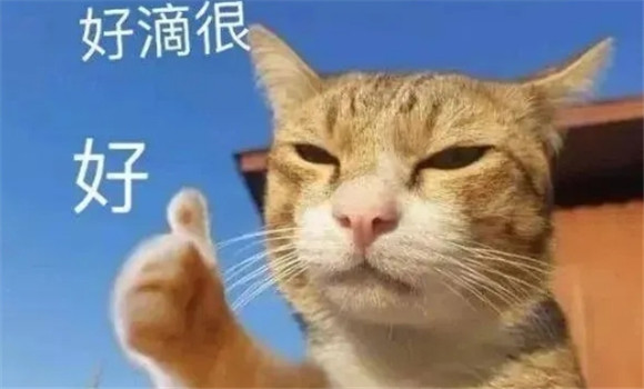 世界上有两种猫,彪悍到怀疑人生? 世界上有两种猫,彪悍到怀疑人生?