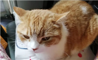 布偶猫和什么猫配种最好?