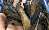 水蛭怎么吃治脑血拴