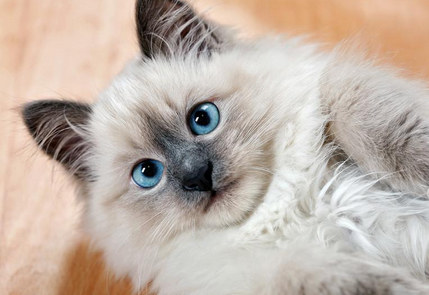 猫咪多少度会觉得热 猫咪多少度会觉得热